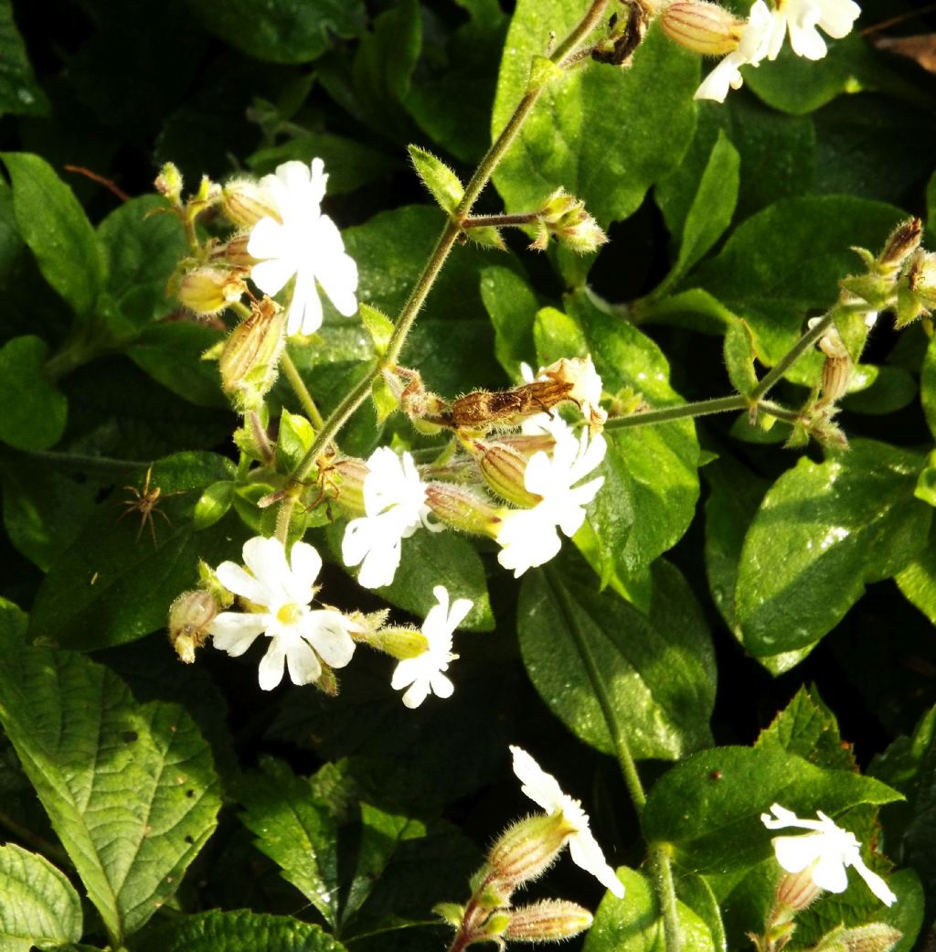 Silene alba (syn. Silene latifolia ssp. alba)